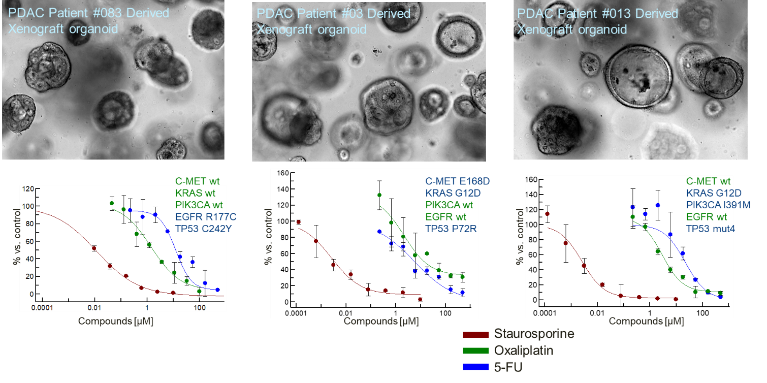 Pdx Organoid Models Pdxo Cro