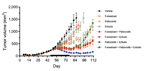 In vivo antitumor activity of eribulin