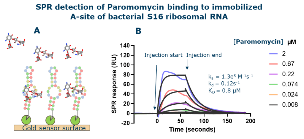SPR is a moderate throughput and direct method to detect binding of small molecules to RNA. In SPR, one binding partner (in this case the target RNA) is immobilized on a functionalized gold surface and the other binding partner is flowed over the surface in solution. Binding interaction results in the refractive index change on the surface which is detected as an SPR response. Using continuous flow microfluidics, the method monitors the interaction of the small molecules injected over the immobilized target in real time. Utilizing a relatively small quantity of RNA, a modern high throughput SPR instrument allows analysis of up to 1,000 interactions per day. Identified hits from the primary screen are further confirmed by titration into the immobilized target RNA for affinity determination. In addition to be label-free, the primary advantage of SPR is its ability to measure both the affinity (KD) and the kinetics (ka and kd) of binding in real time (Figure X) . The affinity and kinetic parameters are valuable information for medicinal chemists to design optimized compounds with improved drug-like properties.
